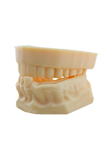 Barışhan Medikal Silikon Çene Diş Dikiş Modeli Ortodontik Alt Üst Çene Periodontal Sütür Eğitim Modeli-6