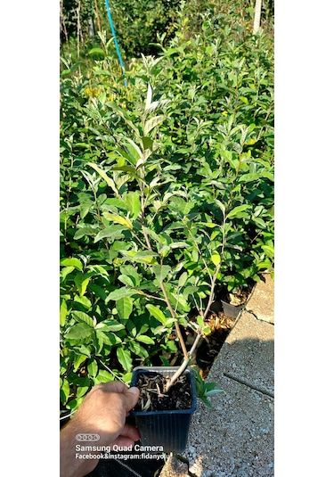 Güz Yemişi Güz Zeytini Fidanı Sarı+kırmızı 2 Adet