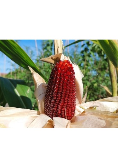 Kırmızı Mini Çilek Mısırı Tohumu