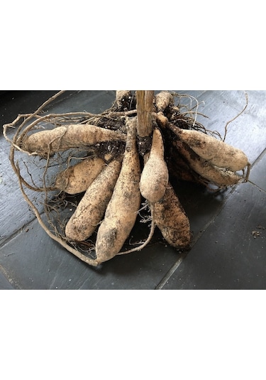 Dev Çiçekli My Love Dahlia Yıldız Yumrusu 1 Adet