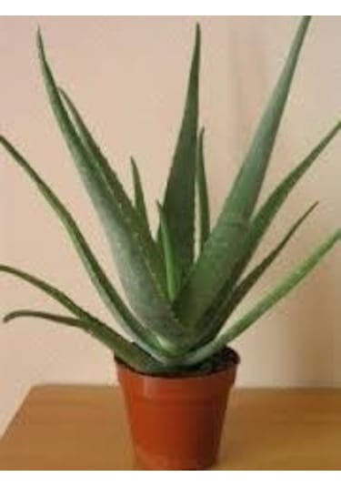 Saksı Çiçek Gübresi 1 KG Sıvı Organik Gübre (Sebze/Meyve Için)