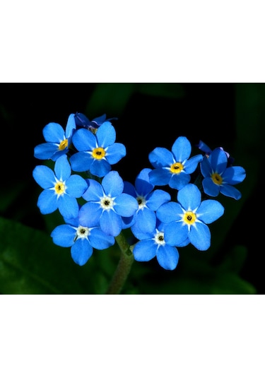 200+ Forget Me Not Beni Unutma Çiçeği Tohumu N114194