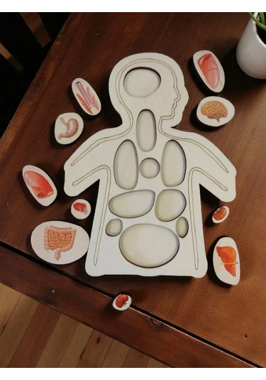 Ahşap Renkli Organlar - Öğrenmeye Yardımcı Ahşap Oyuncak