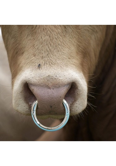 Homyl Çok İşlevli Sığır Burun Halkası Dayanıklı Çemberi