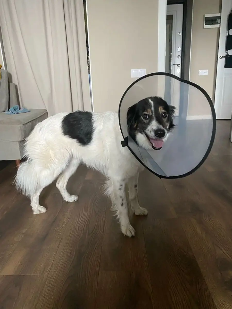 Wikivet Cırt Cırtlı Köpek Ve Kedi Yaka 113370059