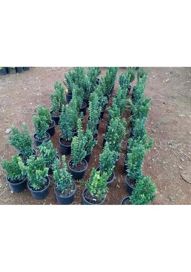 Taflan Çıtır 30-50 Cm