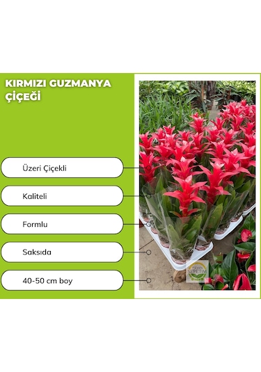 Kırmızı Guzmanya Çiçeği