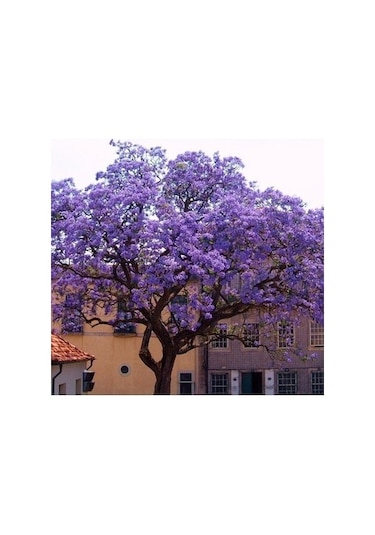 Dünya'nın En Hızlı Büyüyen Ağacı Paulownia Fidanı boy 20 İla 40c