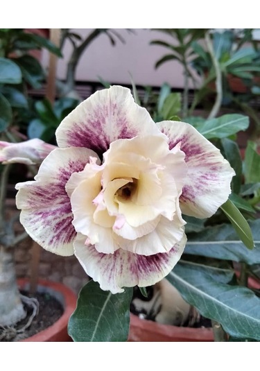 25 Adet Karışık Renklerde Adenium Çöl Gülü Tohumu