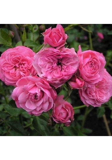 Tüplü Katmerli Kordes Rosen Tina Yediveren Soğuklara Dayanıklı Gül Fidanı