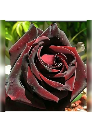 Kırmızı Kadife Gül Koyu 50-80 Cm