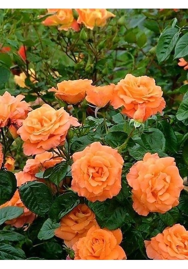 Somon Kayısı Yediveren Sarmaşık Gül Fidanı 15-25 CM