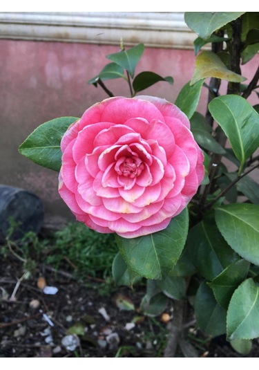 Pembe Kamelya Çiçeği - Camelia Japonica Kırmızı. 30-45 Cm Aras