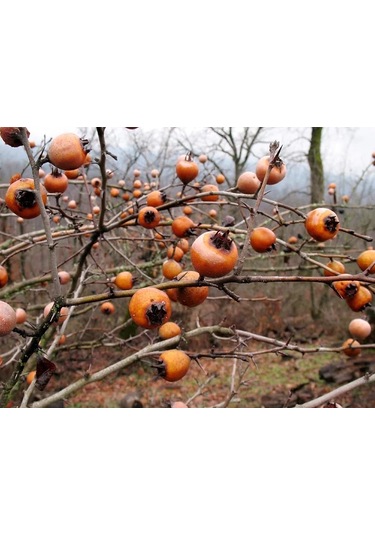 Çikolatalı Harbiye Hurma Fidanı 5 Adet Kakaolu