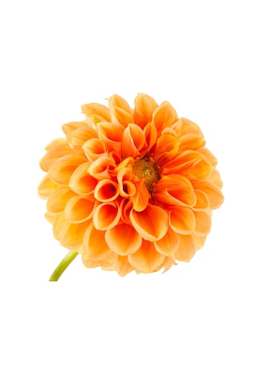 10 Adet Karışık Dahlia Çicek Tohumu 10 Adet Hediye Karışık Renk Gül Tohumu