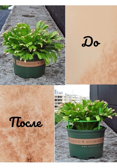 Catalea Family Bitki Destek Yuvarlak 8 Katmanlı 221270856