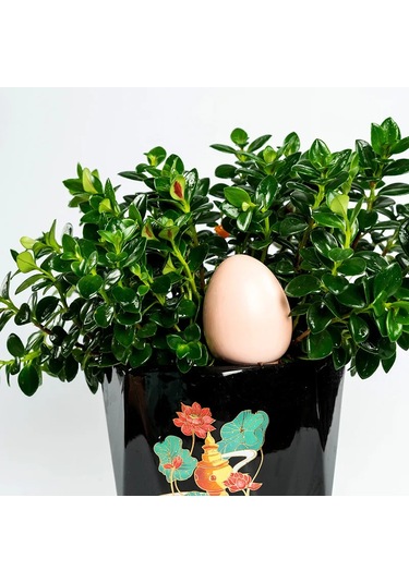 4 Adet Otomatik Bitki Sulama Stakes Yumurta Kendinden Sulama