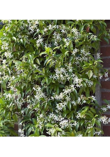 Rhyncospermum Jasminoides Arap Yasemini Yasemin Fidanı
