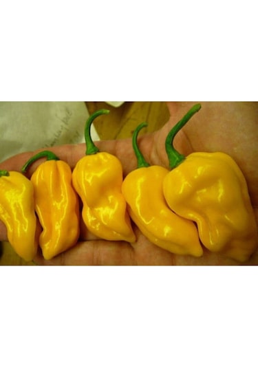Nadir Ithal Çok Acı Sarı Sos Biberi Tohumu Ekim Seti 5 Tohum Saksı Toprak Kombin