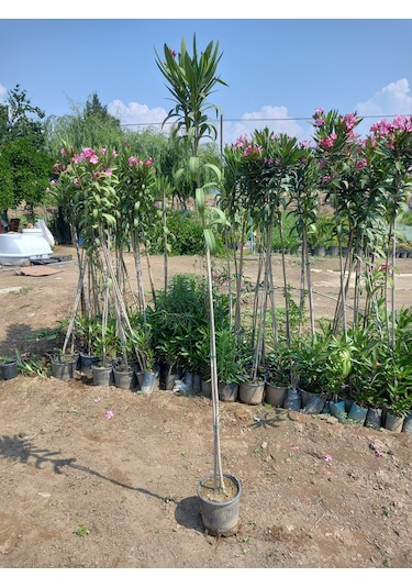 Tijli Pembe Zakkum Ağacı 1,70-200 Cm. Nerium Oleander