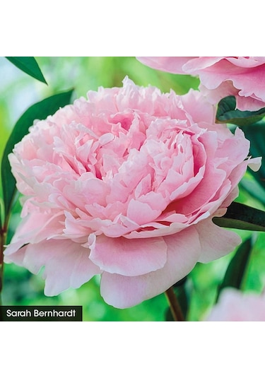 Peonies Festiva Maxima Pink Şakayık Çiçeği Yumrusu-rizomu 1 Adet
