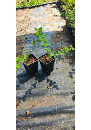 Kış Hanımeli Fidan Lonicera fragrantissima ( Kokulu )