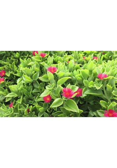 Mezar - Kabir Çiçekli Bitki Seti - 90 Adet Yer Örtücü Bitki + 20