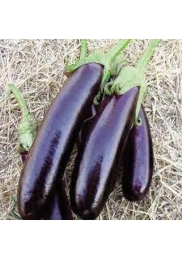 20 Adet Tohum Kemer Palıcan Tphumu Yerli Tohum Kemer Patl