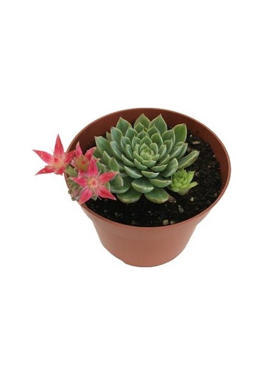 İthal Anaç Sukulent