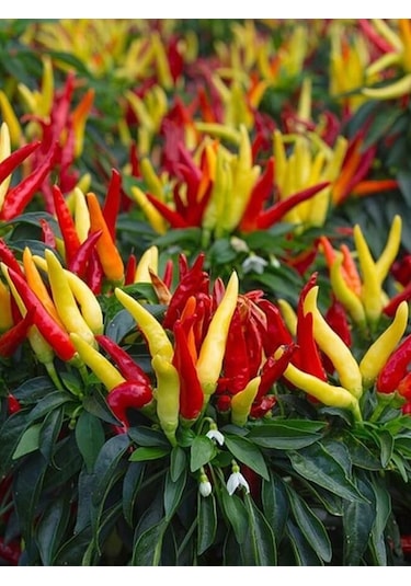 +100 Adet Yediveren Süs Cin Biber Tohumu