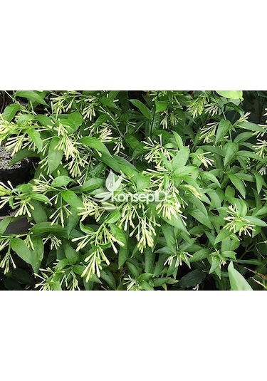 Melisa-Parfüm Çalısı-Gece Yasemini