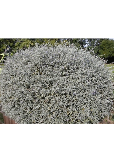 Zeytin Çalısı Fidanı Saksılı 60cm 80cm
