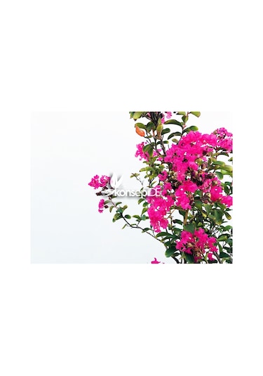 Oya Ağacı Pembe Ispanyol Leylağı. Hint Leylağı