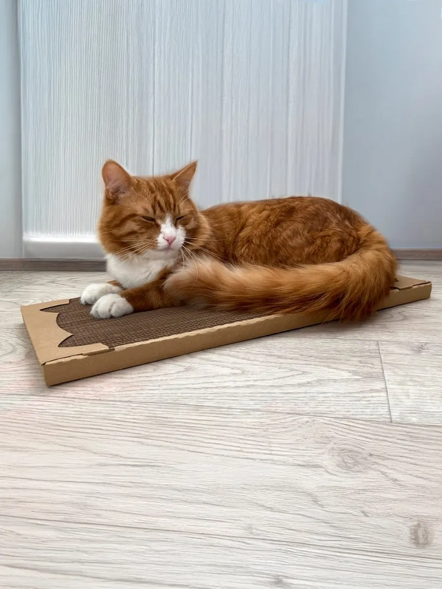 Pangur 2 Adet Bükülmüş Kedi Tırnak Tırmalama Uyku Pedı Karton Mıtıng 2 Adet Rils Pancur Müçeriş Patılar Pedı Karton