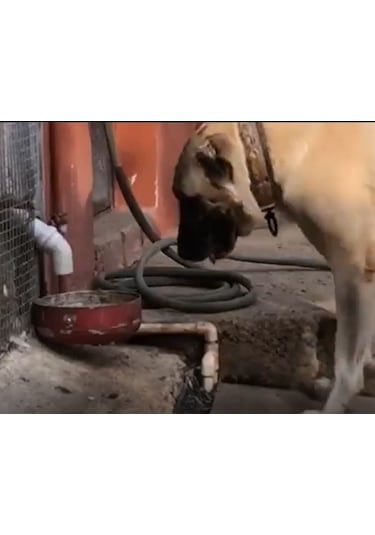 3e Tasarım Otomatik Köpek Mama Makinesi