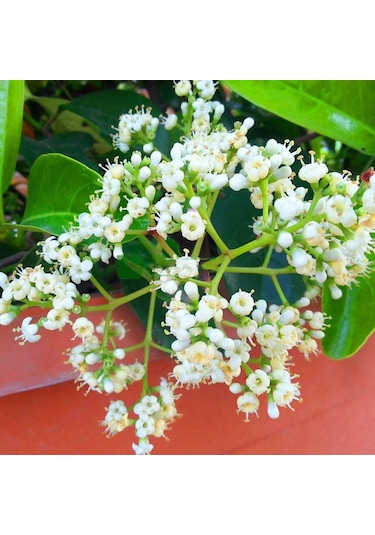 Tüplü Yağlı Kartopu viburnum Lucidum Fidanı