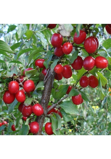 Kızılcık Fidanı 120-150 Cm Tüplü