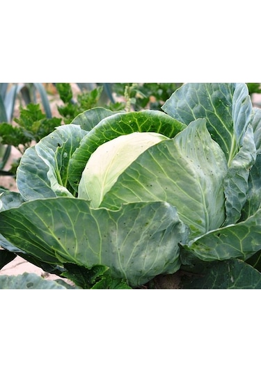 Yerli Top Lahanası Tohumu 10 GR Ort 2000 Ad Tohum N114277