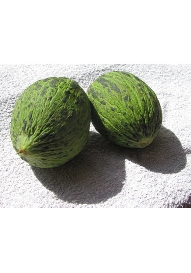 Hıdırbey Kavun Tohumu 1000+ Tohum