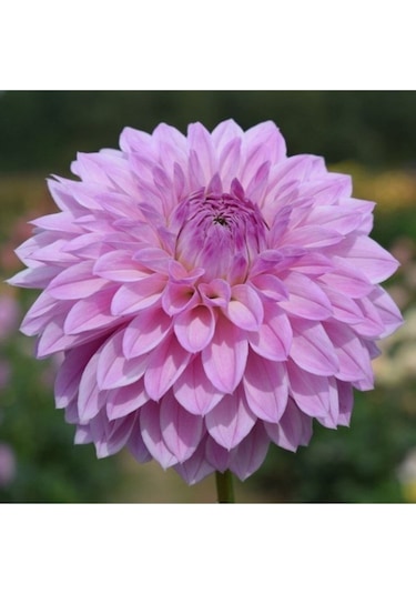 1 Adet Lila Renk Yıldız (Dahlia) Çiçek Soğanı - ADAFDN0223