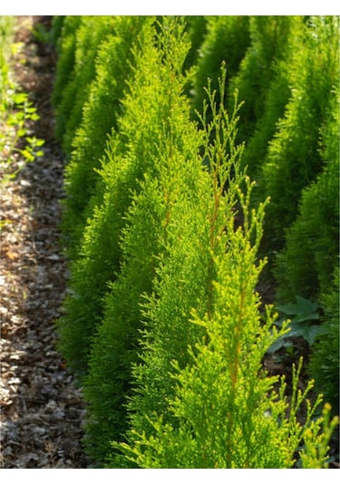 Limoni Servi Çam Fidanı Salon Çamı 30 40 Cm 1 Adet Saksılı Cupressus Macrocarpa