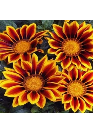 Meramlı Kız Çiçeği Tohumu 10+ Tohum N117376