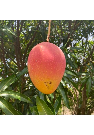 Aşılı Valencia Pride Mango Fidanı - 2 Yaş - 1 Kg Üzeri Dev Meyveli Nadir Gurme Çeşit Sınırlı Stok