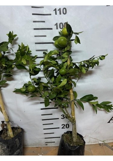 Soğuğa Çok Dayanıklı Fly Dragon Anaç Üzerine Aşılı Tam Bodur Tüplü Mayer Limon Yaş 3