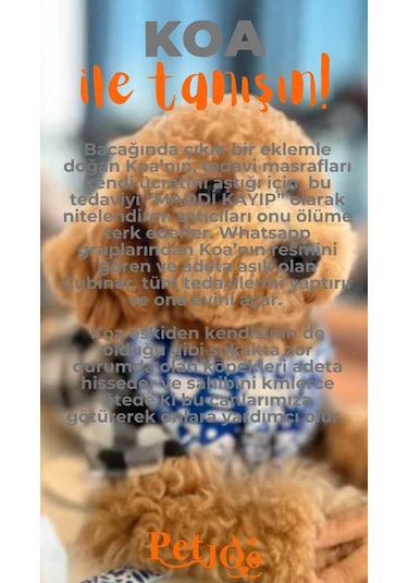 Petjoo 14.Koa Turuncu-Gri Qr'lı Köpek Künyesi