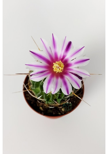 Echinofossulocactus Multicostatus Kaktüs 5.5 Cm Saksida