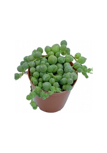 Serada Decor Plant Tesbih Çiçeği