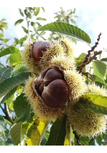 Kestane Fidanı Castanea Sativa ,