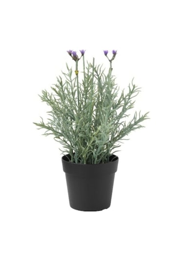 5 Adet Lavanta Çiçeği Fidanı Lavandula Officinalis Fidanı 30-40 Cm