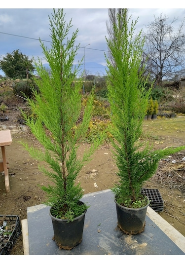 8 Adet Limon Çamı, Limon Servi 80-100 Cm. Siyah Saksıda